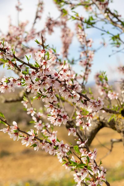 Flowered Bough Almond Tree Little White Blossoms Rare Green Leaves — Stock Photo, Image