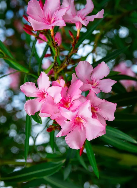 Close Blossoming Oleander Flowers Spring Outdoor — Stock Photo, Image
