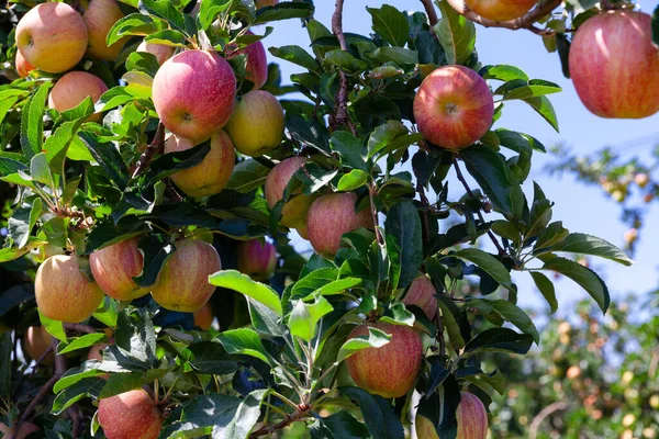 Rijke Boerenoogst Rijpe Appels Takken Groen Gebladerte Zomerboomgaard — Stockfoto