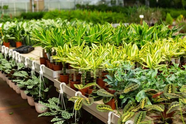 Macetas Con Plántulas Verdes Brotes Plantas Interior Tienda Flores —  Fotos de Stock