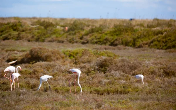 Main Attraction Spanish Natural Reserve Delta Del Ebro Group Flamingos — Φωτογραφία Αρχείου