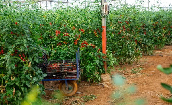 Plantación Tomates Rojos Orgánicos Invernadero Durante Cosecha Cultivo Hortalizas Industriales —  Fotos de Stock
