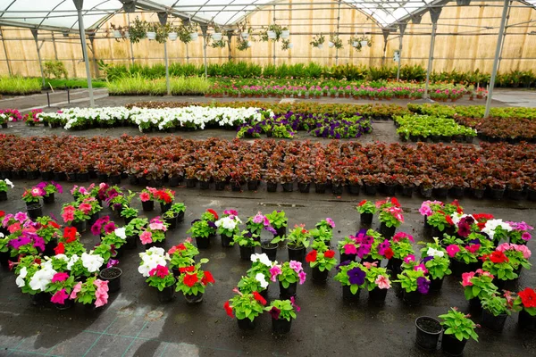 Pots Different Flowers Greenhouse Flower Orangery — Stock Photo, Image
