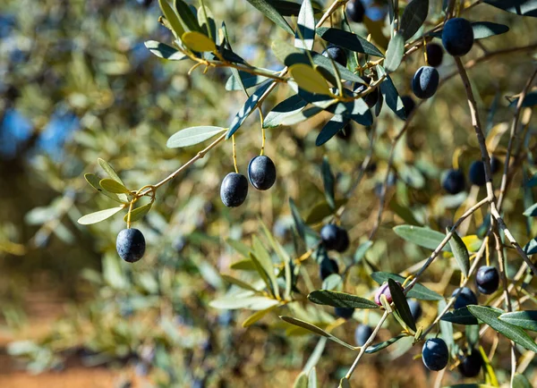 Gałąź Uprawianymi Oliwkami Drzewie Oliwnym Gospodarstwie Śródziemnomorskim — Zdjęcie stockowe