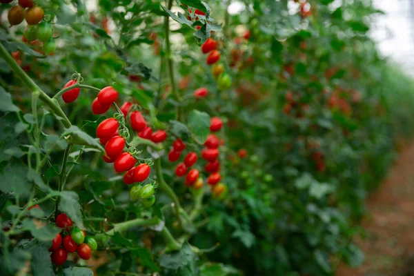 Olgun Kırmızı Domatesler Asmaların Üzerinde Yeşil Çalılıklarda Asılı Bitkilerin Fidanlığında — Stok fotoğraf