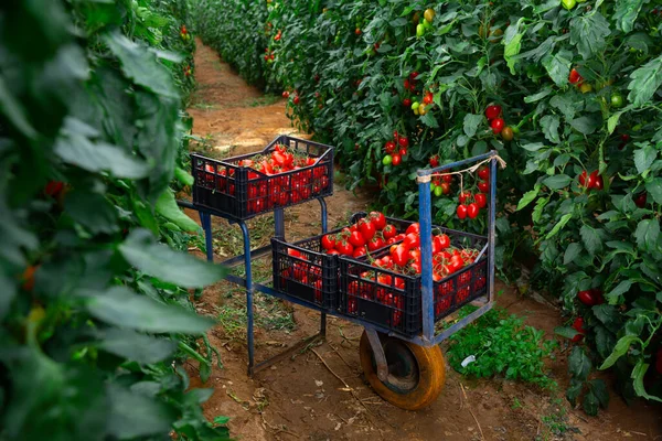 Doosjes Met Rode Tomaten Kruiwagen Kas — Stockfoto