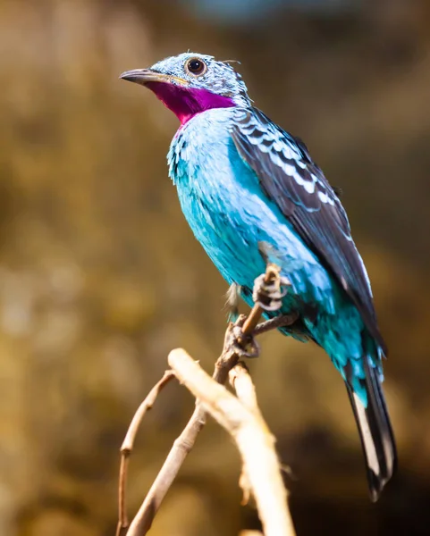 Spangled Cotinga with red and blue feathers at branch