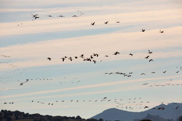 一般的なクレーンのグループスペインのアラゴン州ラグナ ガロカンタの冬から移住中に青い空を飛ぶグラス — ストック写真