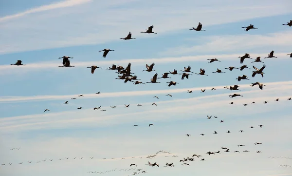 Manada Grúas Volando Contra Cielo Nublado Migración Primavera — Foto de Stock