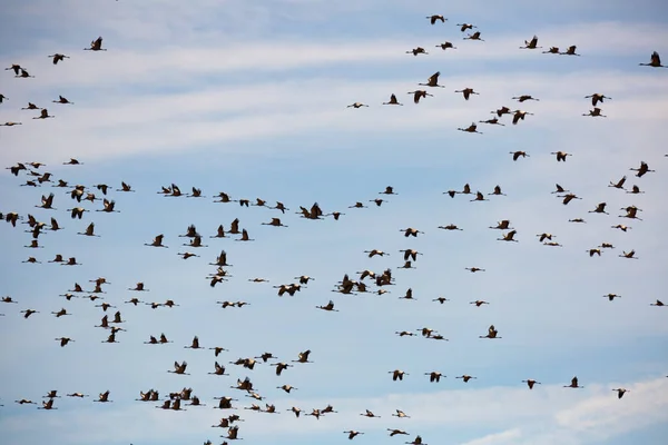 Kuşlar Uçuyor Mavi Bahar Gökyüzünde Sıcak Topraklardan Dönen Turna Sürüsü — Stok fotoğraf