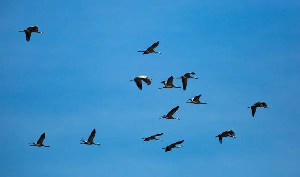 Vogeltrek Groep Kraanvogels Die Hoog Lucht Vliegen — Stockfoto