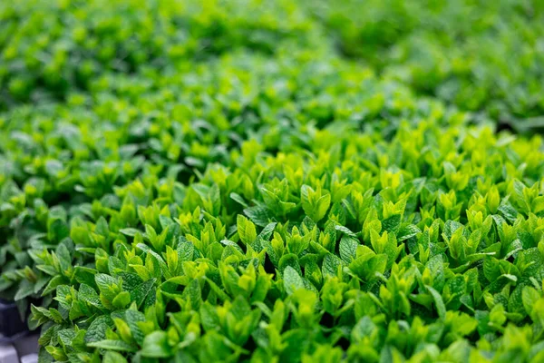 Planterade Färska Gröna Pepparmynta Xer Blomma Xthus — Stockfoto