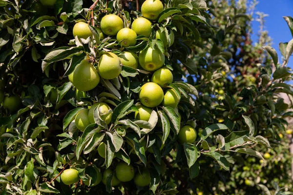 Pintoresca Vista Árboles Con Manzanas Maduras Huerto Frutas Granja — Foto de Stock
