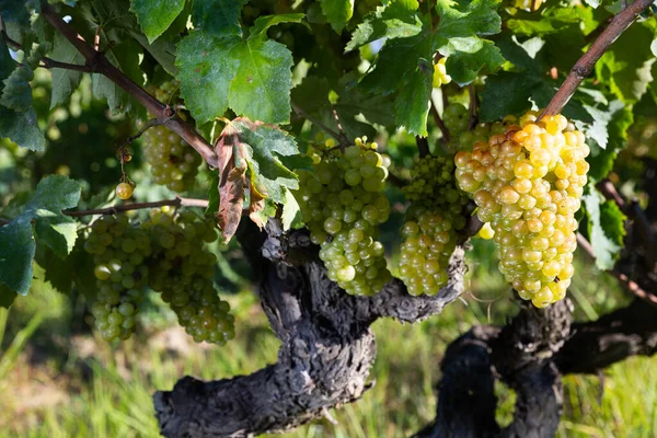 Closeup Bunches Ripe White Grapes Hanging Vine Sunny Vineyard Harvest — Stock Photo, Image
