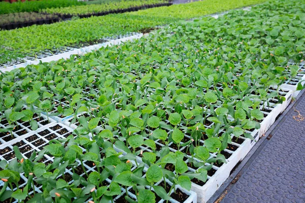 Sprouts Cucumbers Pots Grown Greenhouse Closeup — Stock Photo, Image