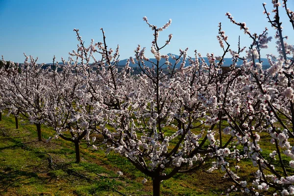 Florecimiento Albaricoques Los Campos Prados Europa Primavera —  Fotos de Stock