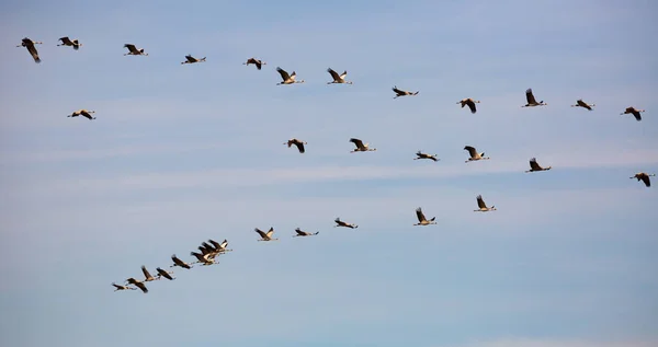 天上飞着一群鹤 高质量的照片 — 图库照片