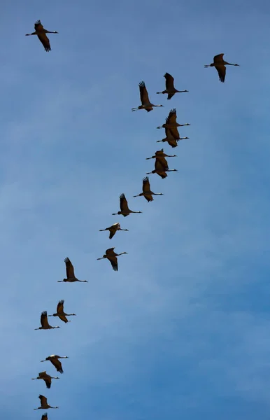 Μεγάλο Σμήνος Γερανών Που Πετούν Στον Ουρανό Υψηλής Ποιότητας Φωτογραφία — Φωτογραφία Αρχείου