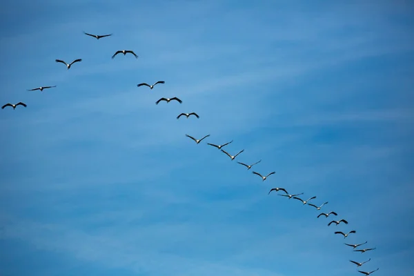 冬からの一般的なクレーングラスの移行 春の日に青い空を飛ぶ鳥 — ストック写真