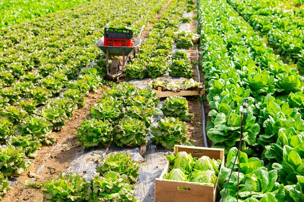 Growing Green Lettuce Rows Field Sunny Day — Stock Photo, Image