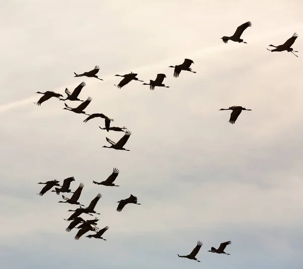 Grúas Comunes Que Vuelan Zonas Reproducción Migración Estacional Aves Primavera —  Fotos de Stock