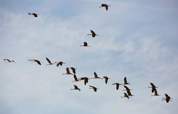青い春の空を飛んでクレーンの大規模な群れ 鳥の移動時間 — ストック写真