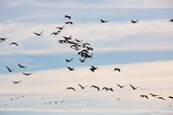 Flyttning Flock Tranor Himlen Högkvalitativt Foto — Stockfoto