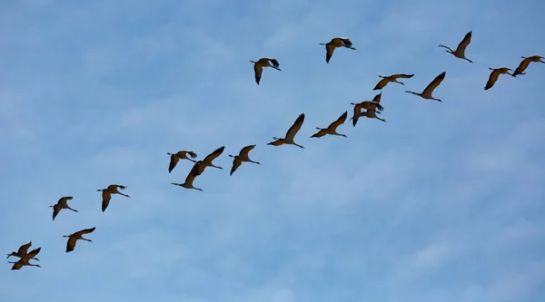 Vanliga Tranor Som Flyger Till Häckningsplatser Säsongsbunden Vårfågelflyttning — Stockfoto