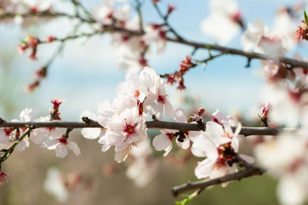Nce Beyaz Taç Yaprakları Olan Çiçek Açmış Badem Ağaçlarının Dalları — Stok fotoğraf