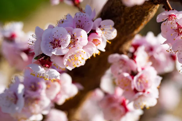 Close Blooming Apricot Trees Fields Sunny Day Spring — Stock Photo, Image