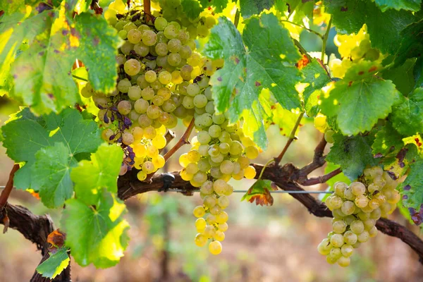 Ripe White Grapes Hanging Green Vine Ready Harvested Sunny Vineyard — Stock Photo, Image