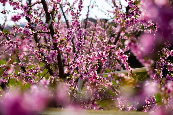 Primer Plano Flores Melocotón Rosa Árbol Soleado Día Primavera —  Fotos de Stock