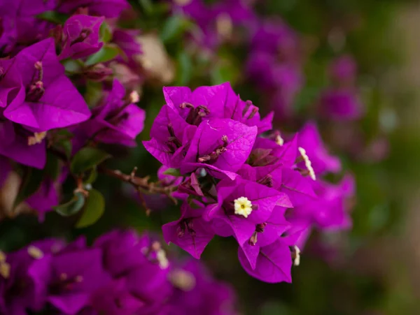 Piękny Fioletowy Kwiat Latem Bougainvillea Oddziały Zbliżenie Ogrodzie — Zdjęcie stockowe