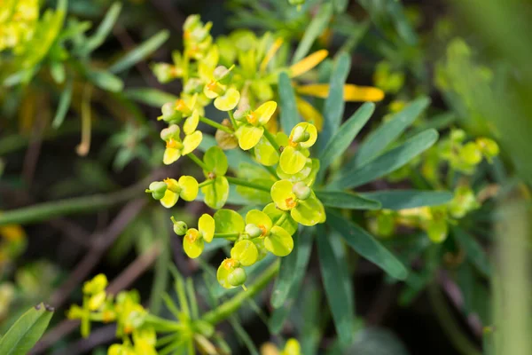 Tabaiba Salvaje Euphorbia Regis Jubae Arbusto Endémico Las Islas Canarias — Foto de Stock