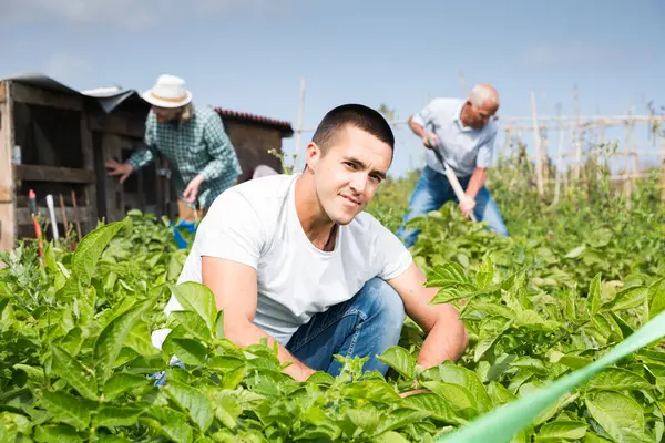 Young Man Working Potatoes Bushes Garden Outdoor Family Background — Stock Photo, Image