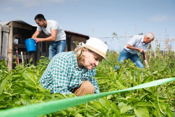 Genitori Anziani Figlio Adulto Lavorano Giardino Foto Alta Qualità — Foto Stock