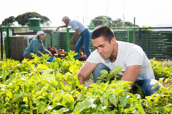 Молодой Человек Капает Картошку Саду Открытом Воздухе Пара Заднем Плане — стоковое фото