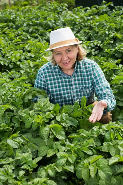 Orticultore Donna Anziana Che Lavora Con Cespugli Pomodori Giardino All — Foto Stock