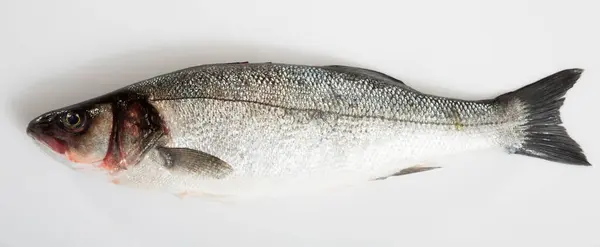 白色背景的原生欧洲鲈鱼 — 图库照片