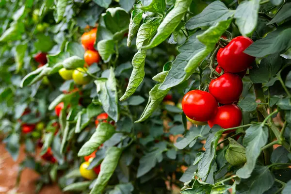 Broeikas Met Rijpe Rode Tomaten Planten Close — Stockfoto