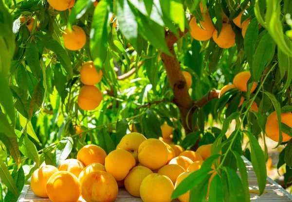 Organic Yellow Peaches Table Sunny Garden Summer Nobody — Stock Photo, Image