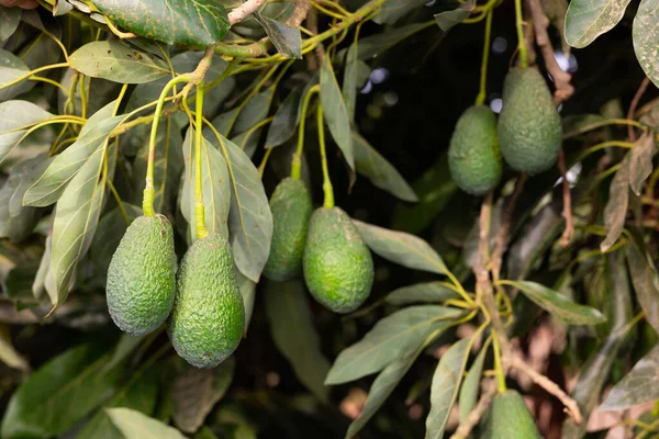 Birçok Armut Şekilli Avokado Büyük Meyve Çiftliğindeki Yeşil Yapraklı Dallarda — Stok fotoğraf