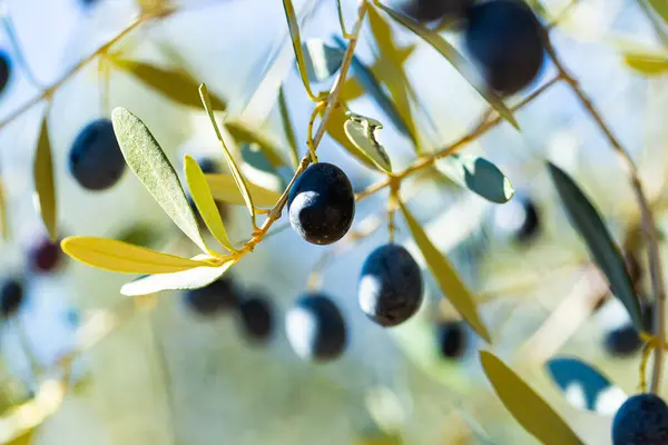 Raccolta Primo Piano Olive Nere Mature Rami Albero Fogliame Verde — Foto Stock