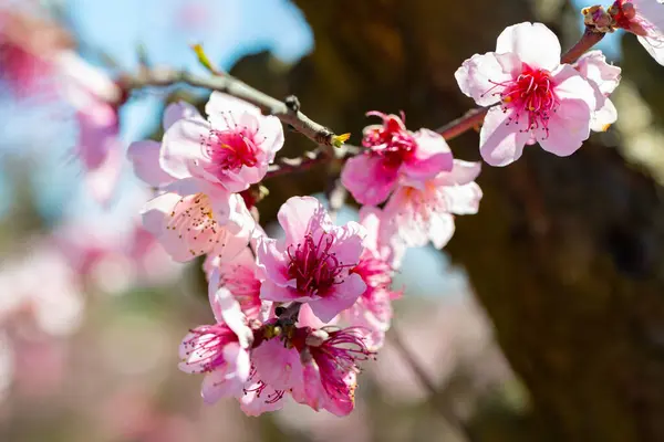 Blooming peach flowers on twig, spring flowering of peach tree