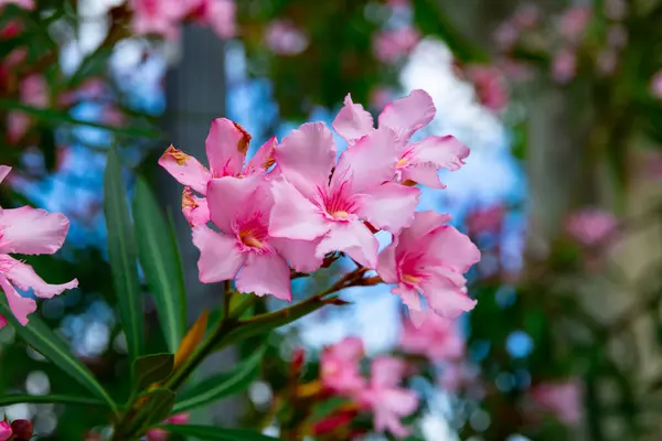 Close Blossoming Oleander Fields Spring — Stock Photo, Image