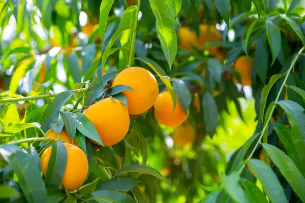 树上的新鲜黄色桃子可以在花园里采摘 — 图库照片
