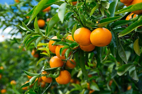 Closeup Ripe Juicy Mandarin Oranges Greenery Tree Branches — Stock Photo, Image