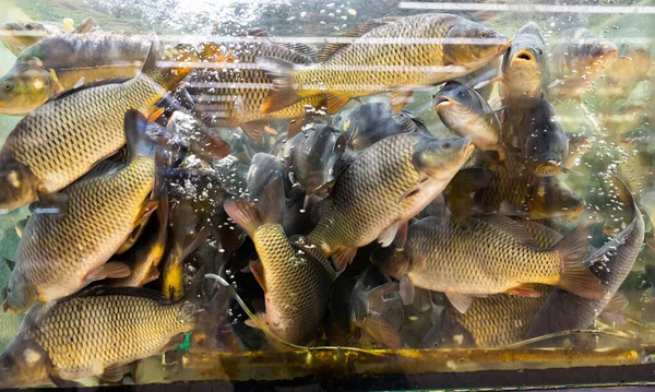 Live Carp Fishes Aquarium Fresh Water Supermarket — Stock Photo, Image