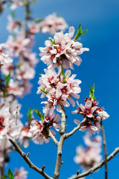 Cabang Pohon Almond Dengan Bunga Merah Muda Terhadap Latar Belakang — Stok Foto
