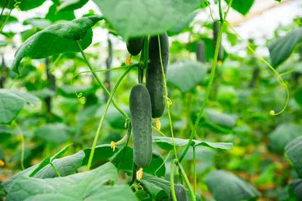 Kocaman Bir Serada Lezzetli Salatalıklar Yetiştiriyor — Stok fotoğraf